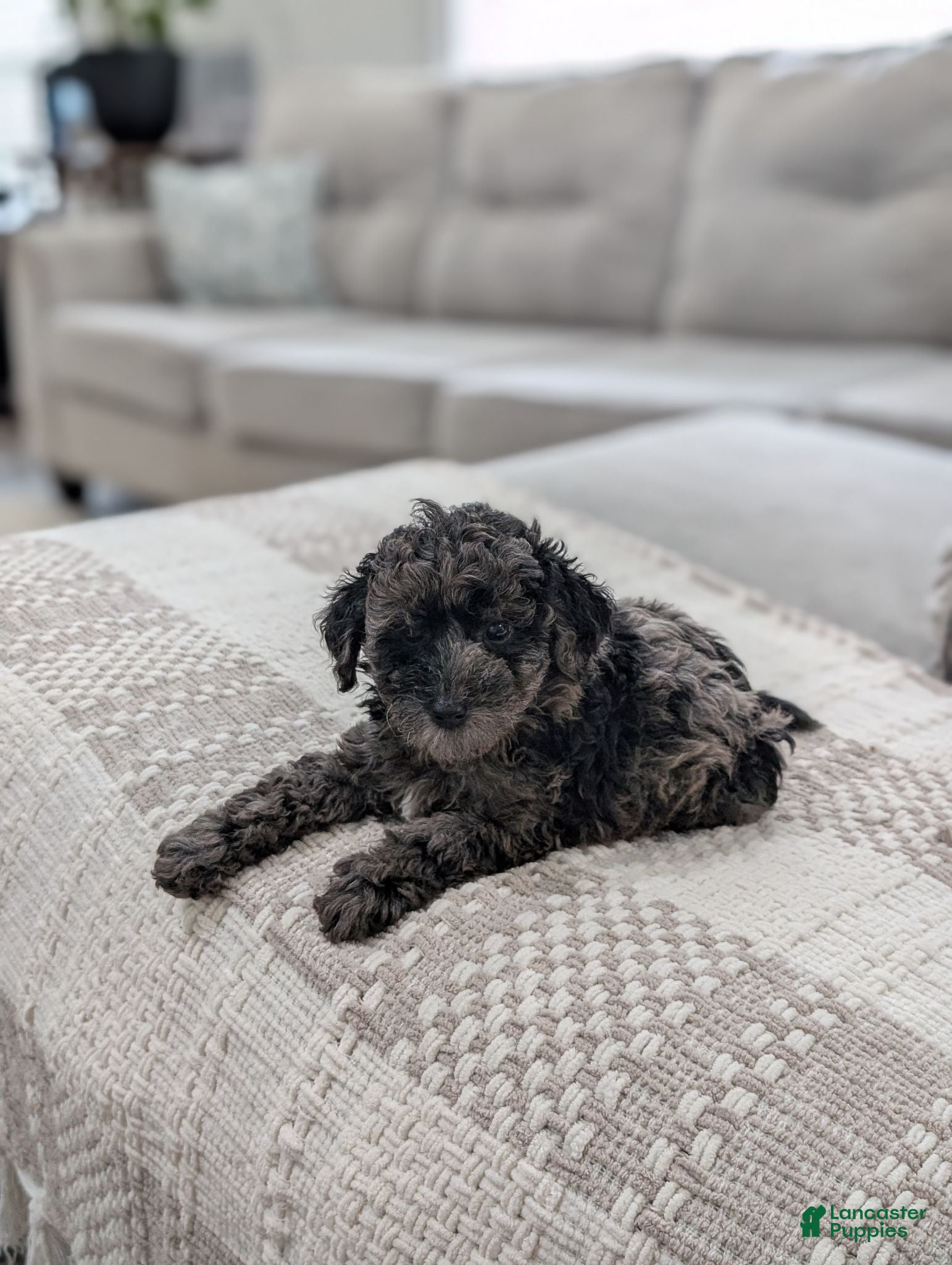Miniature Poodle dogs Mcallister  - Ad 2
