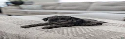 Miniature Poodle dogs for sale: Mcallister  - Ad 2