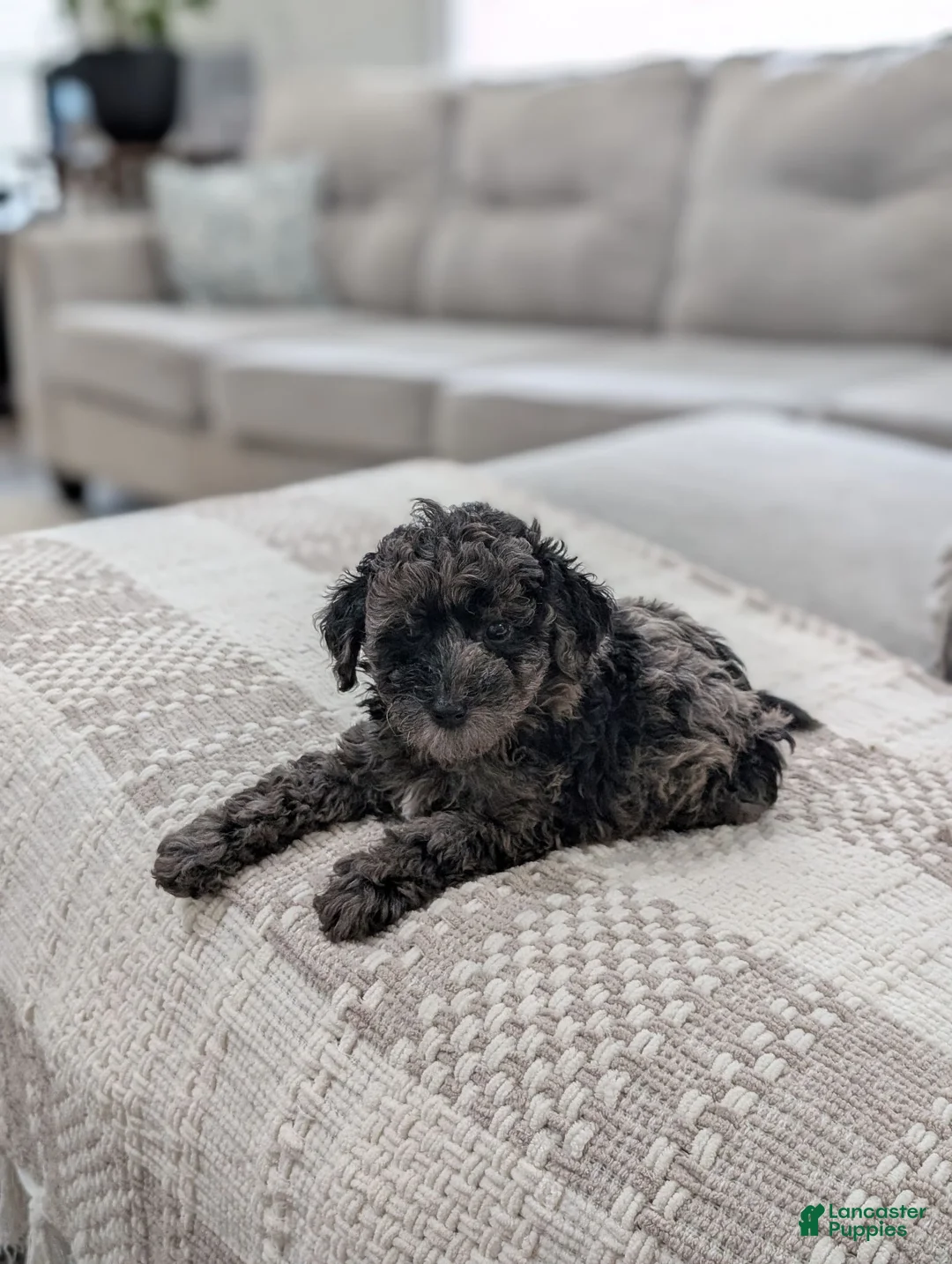 Miniature Poodle dogs for sale: Mcallister  - Ad 2