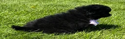 Pomeranian dogs for sale: Minx - Ad 8