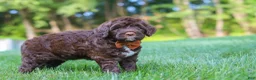 Portuguese Water Dog dogs for sale: Dax - Ad 5