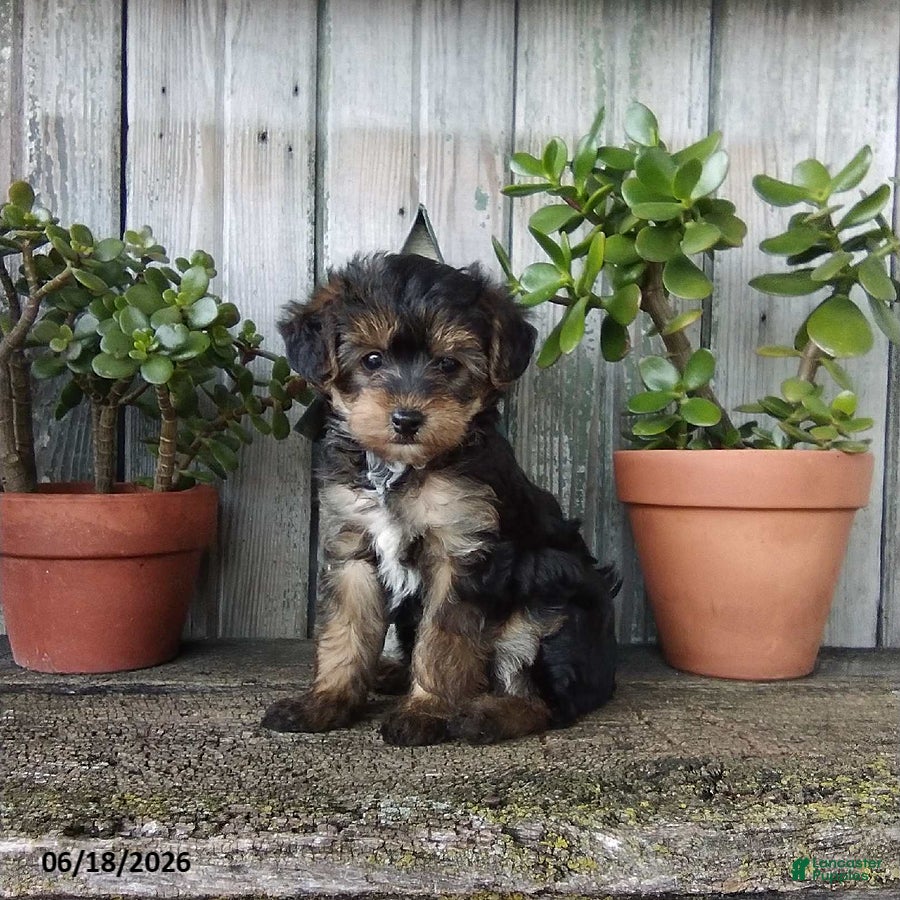 Yorkiepoo dogs Lily - Ad 1