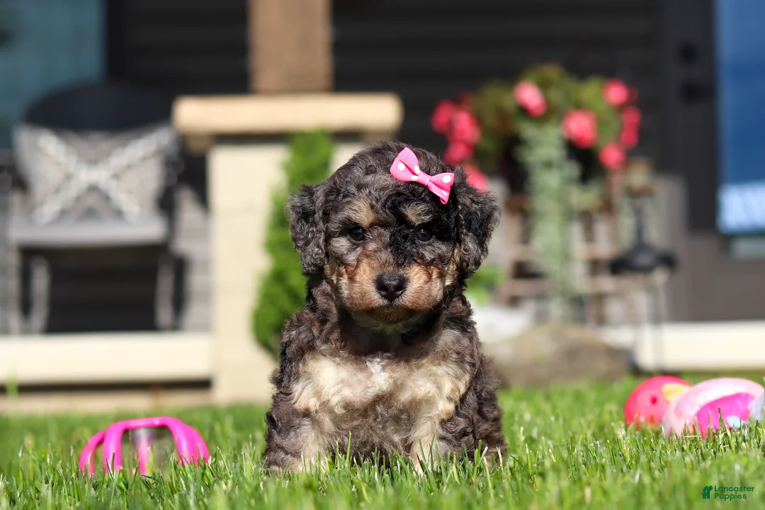 Bichpoo dogs for sale: Callie - Ad 1