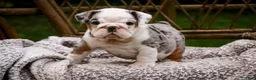 English Bulldog dogs for sale: Tina English Bulldog  - Ad 6