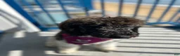 Bordoodle dogs for sale: Roxy - Ad 21
