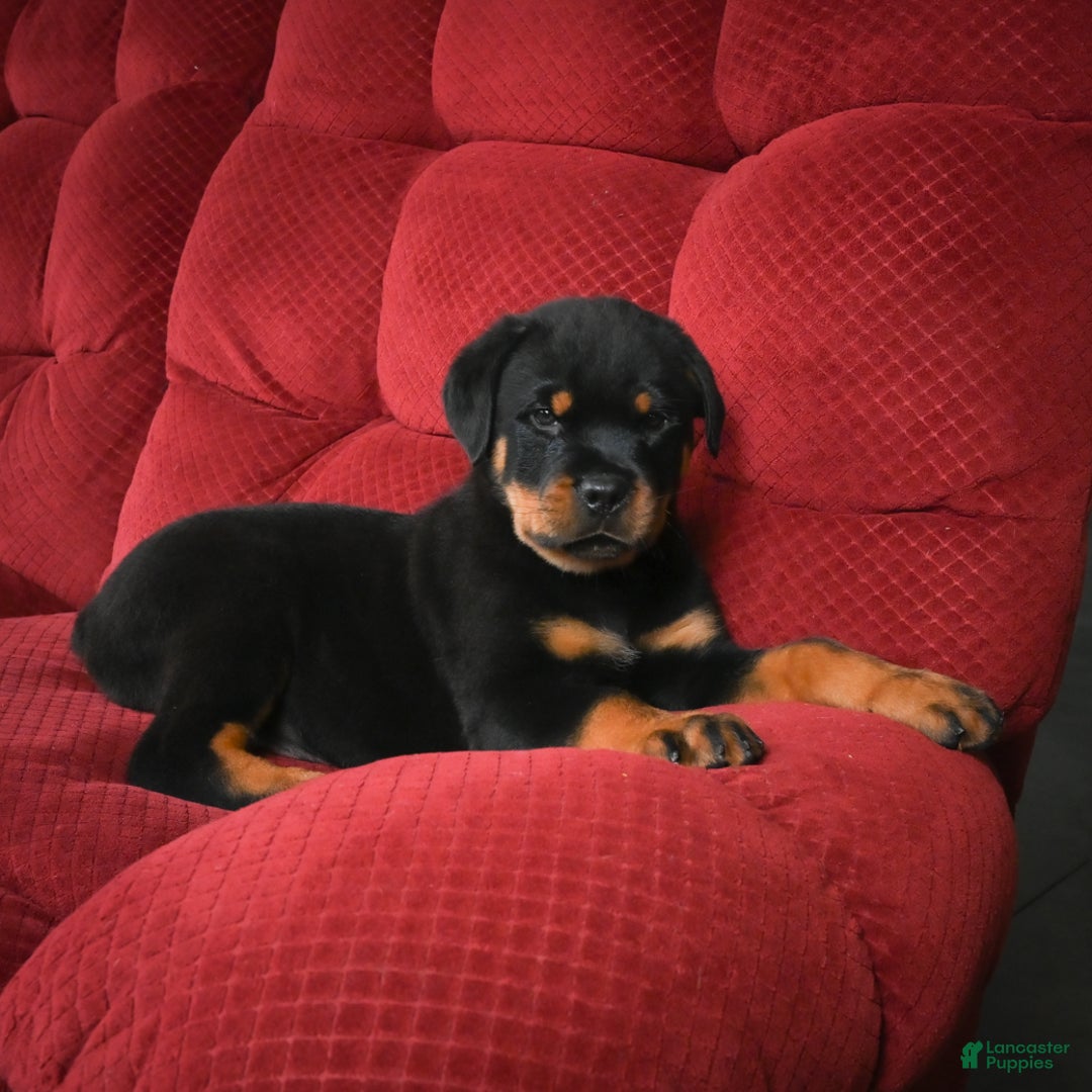 Rottweiler dogs for sale: Griffin / Mocha – Santos Ad-Dirah - Ad 3