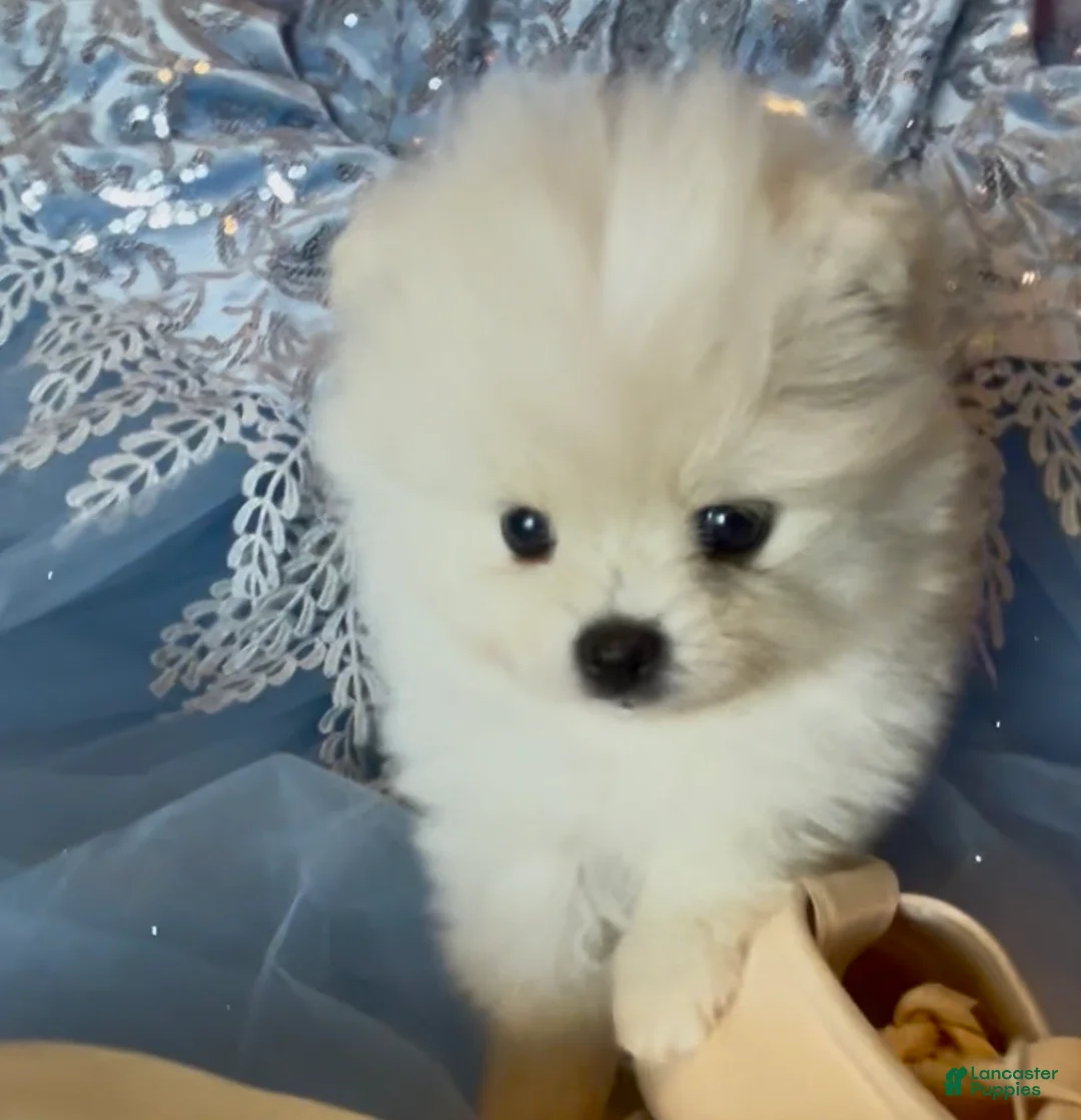 Pomeranian dogs for sale: Blossom - Ad 1