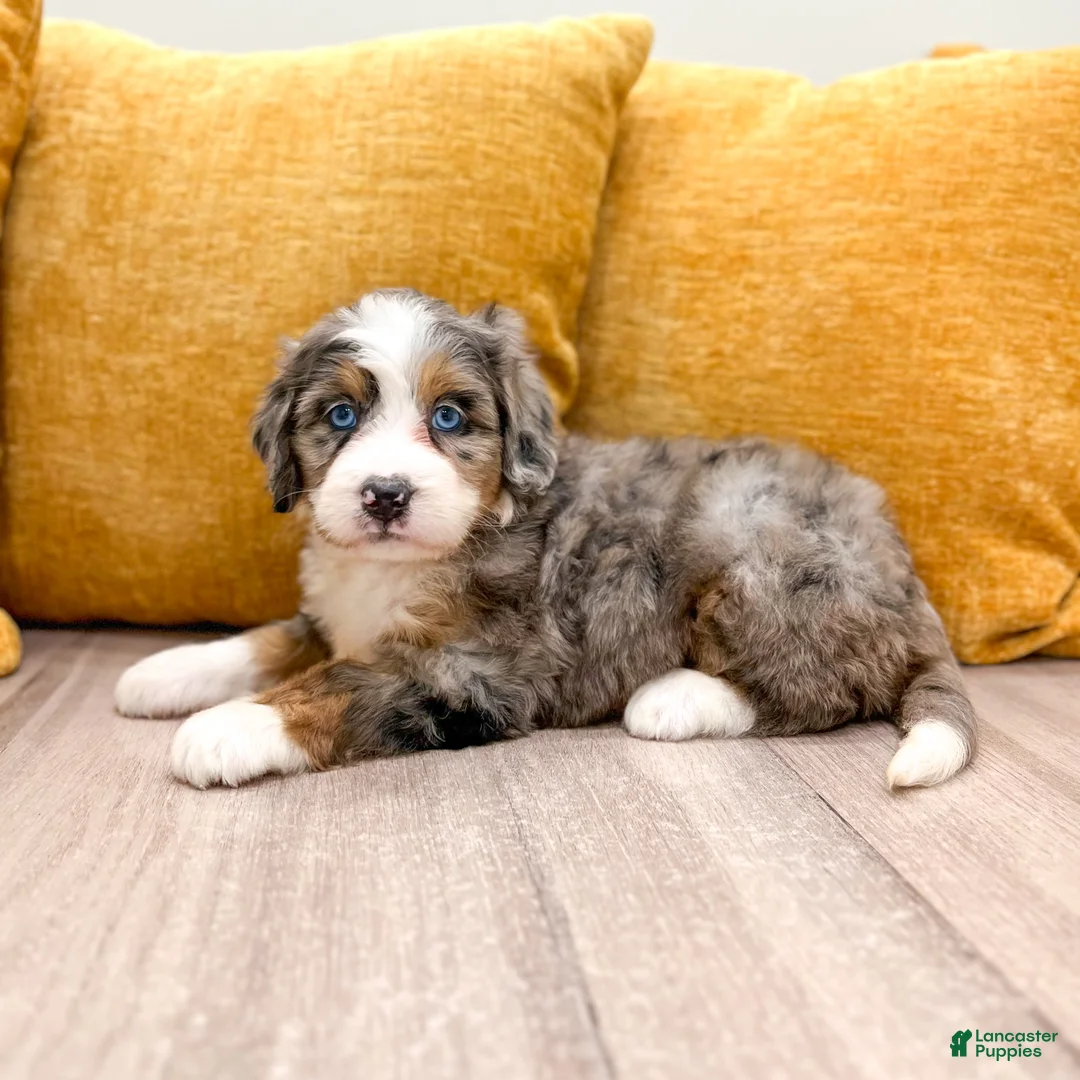 Mini Bernedoodle dogs for sale: Sara - Blue Eyes - Ad 2