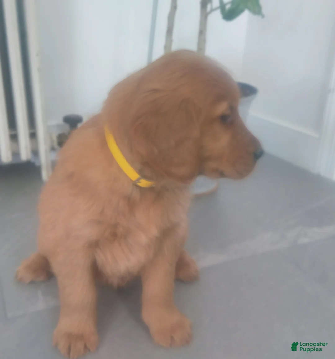 Golden Retriever dogs for sale:  Oakley –(yellow collar) “I’m the confident big brother. - Ad 1