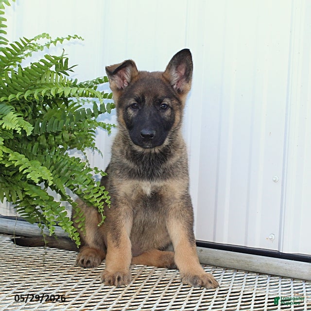 German Shepherd dogs Tasha - Ad 1