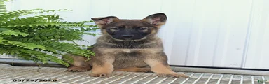 Tasha