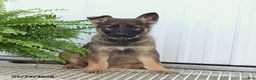 German Shepherd dogs for sale: Tasha - Ad 1