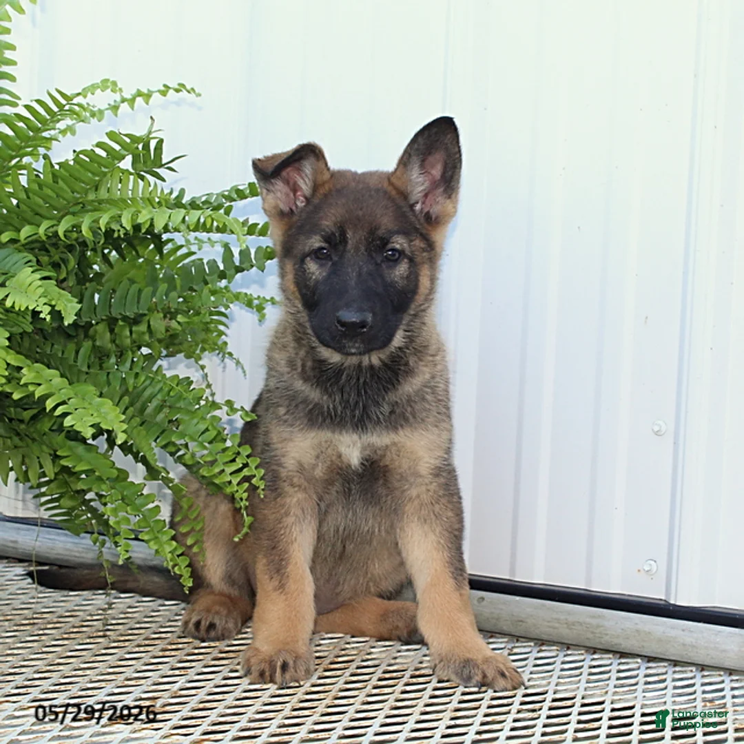 German Shepherd dogs for sale: Tasha - Ad 1