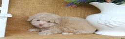 Toy Poodle dogs for sale: Dawson - Ad 4