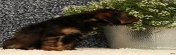 Yorkiepoo dogs for sale: Urban - Ad 5
