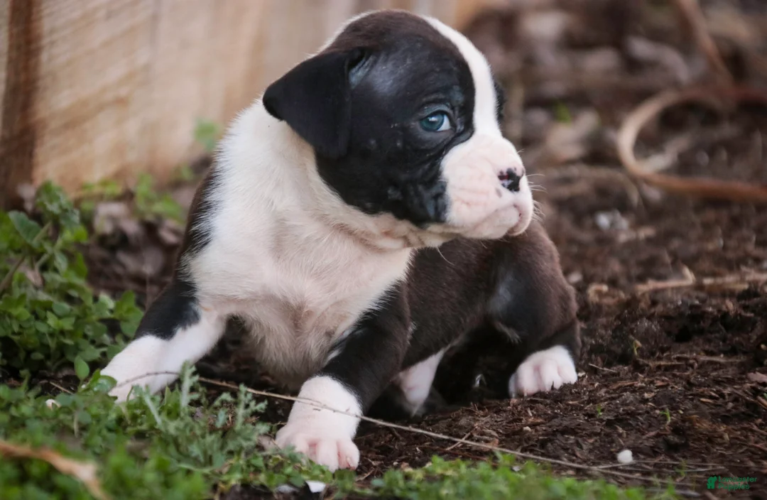 Boxer dogs for sale: Tate - Ad 2