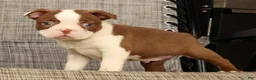 Boston Terrier dogs for sale: Wilbur - Ad 5