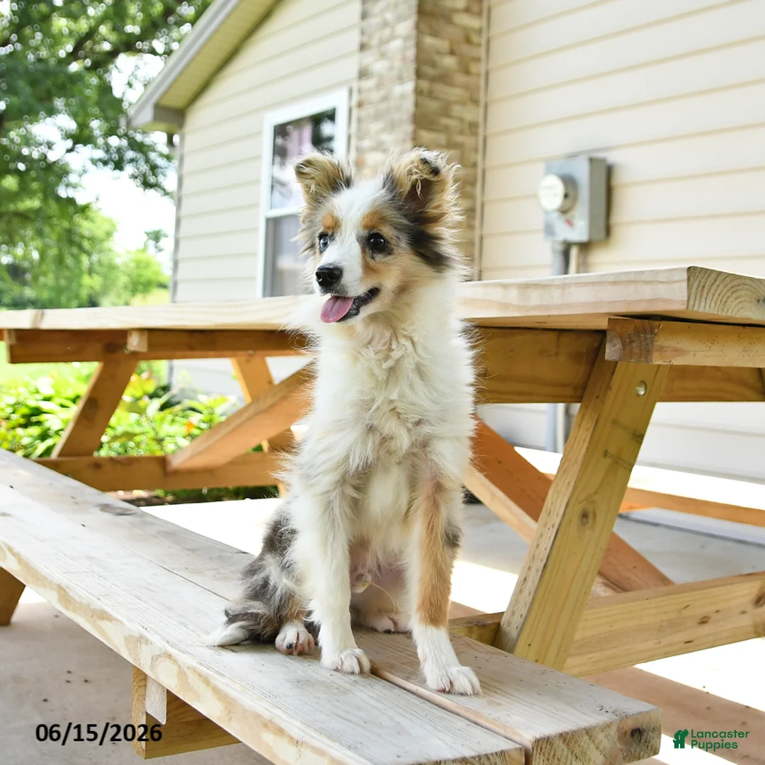 Miniature Australian Shepherd dogs for sale: Lucky SPECIAL NEEDS - Ad 2
