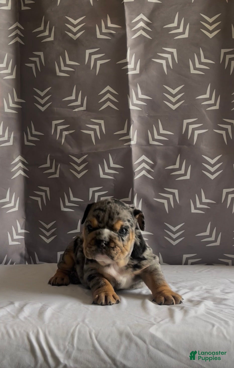 English Bulldog dogs for sale: English Bulldog Puppy - Harley - Ad 5