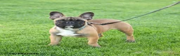 Frenchton dogs for sale: Daylon - Ad 2