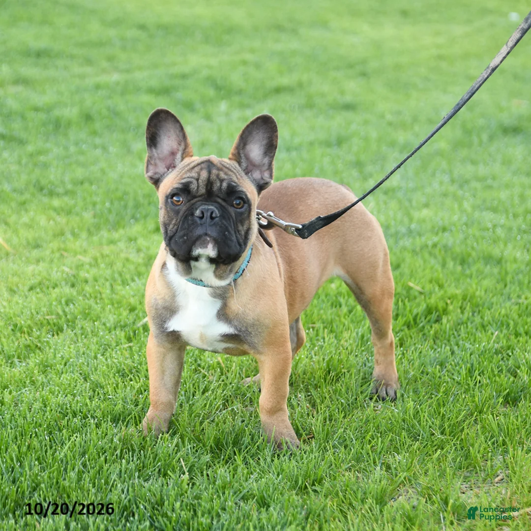 Frenchton dogs for sale: Daylon - Ad 2