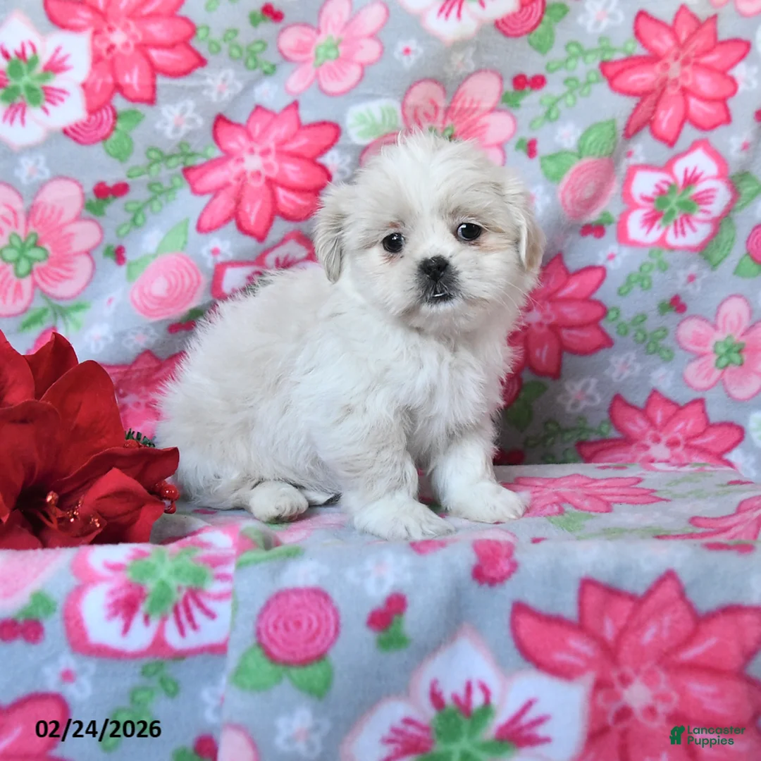 Teddy Bear dogs for sale: Cassidy - Ad 1