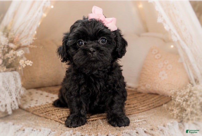 Malshi dogs Charlotte - Ad 1