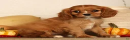 Cavalier King Charles Spaniel dogs for sale: Bella - Ad 4