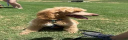 Mixed Breed dogs for sale: Mixed Breed 1 - Ad 8