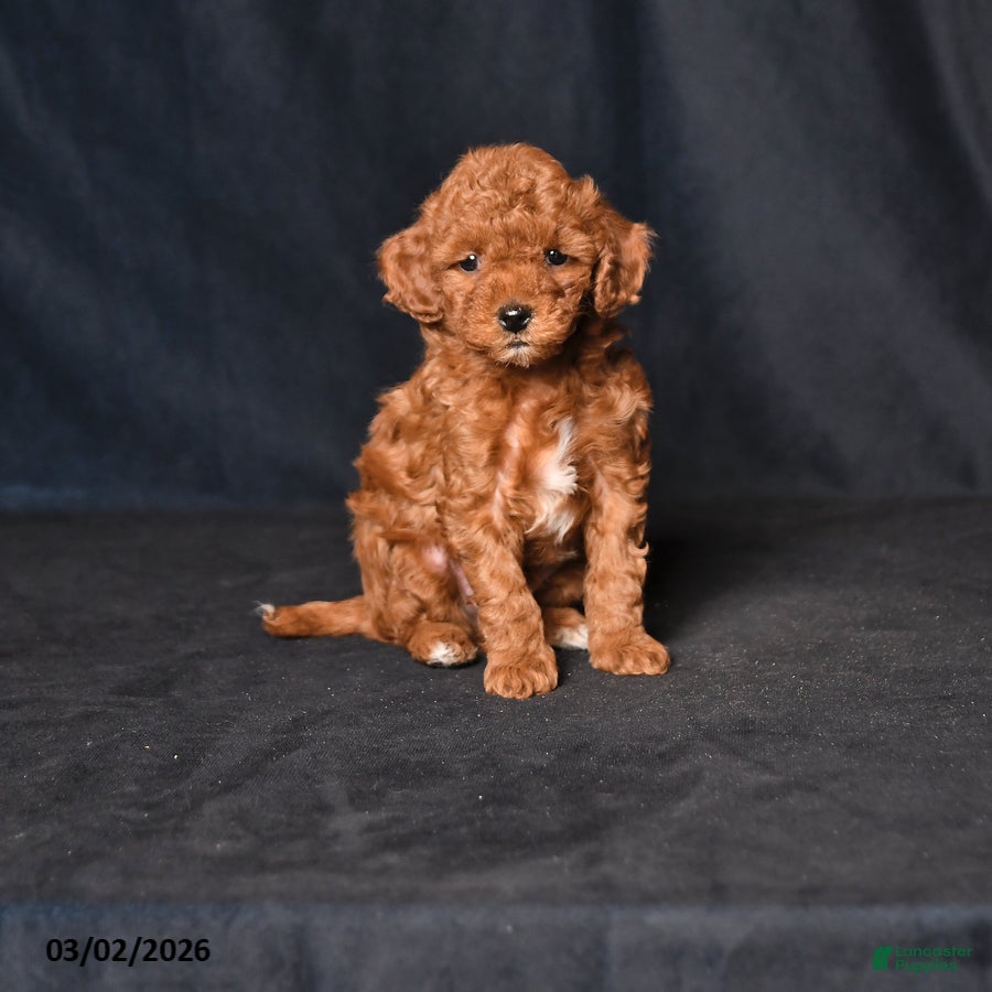Toy Poodle dogs Snuggles    - Ad 1