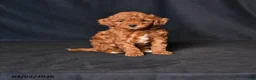 Toy Poodle dogs for sale: Snuggles    - Ad 1
