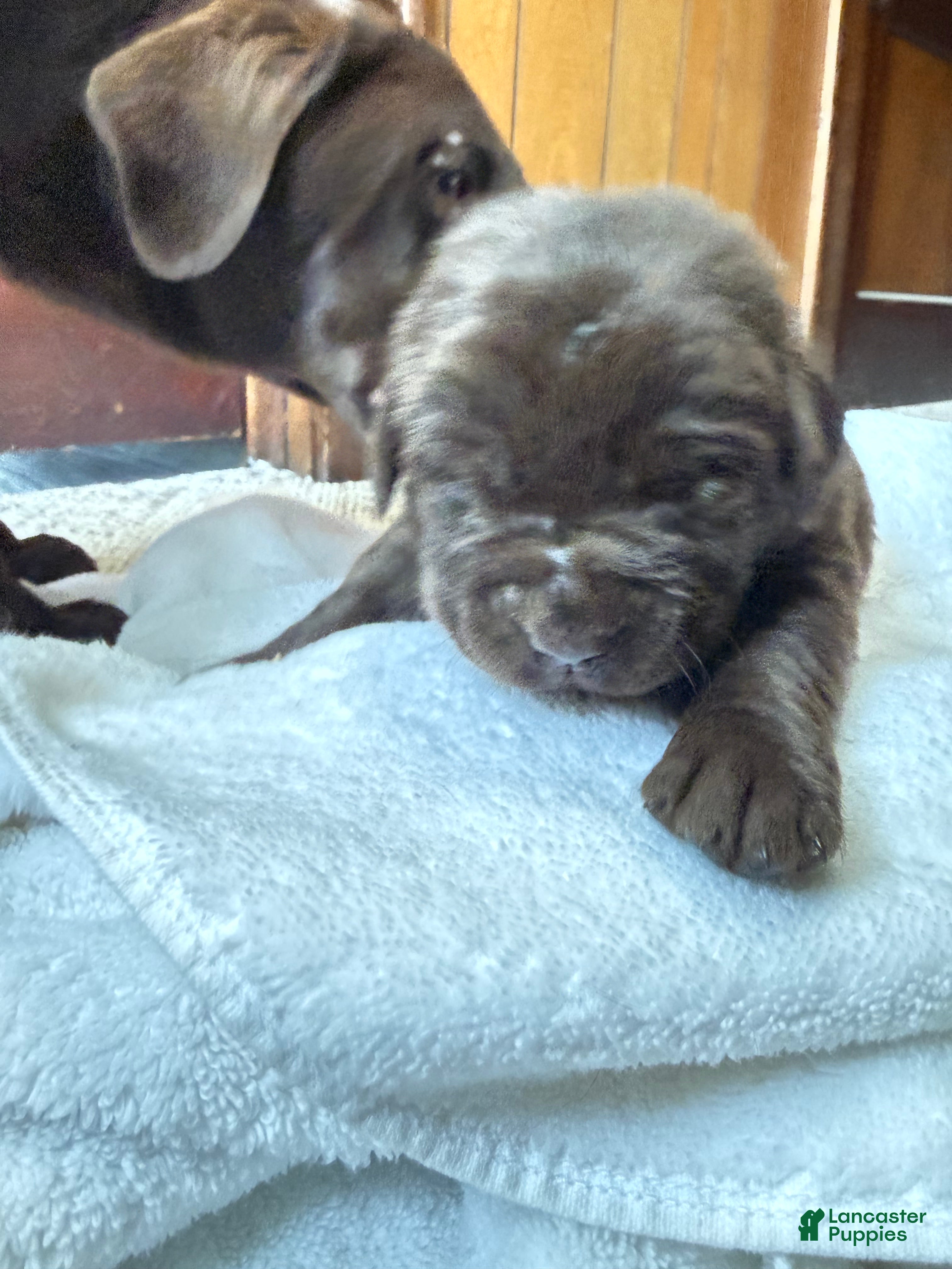 Labrador Retriever dogs for sale: Labrador Retriever Puppy 8 - Ad 2