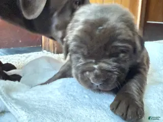 Labrador Retriever dogs for sale: Labrador Retriever Puppy 8 - Ad 2