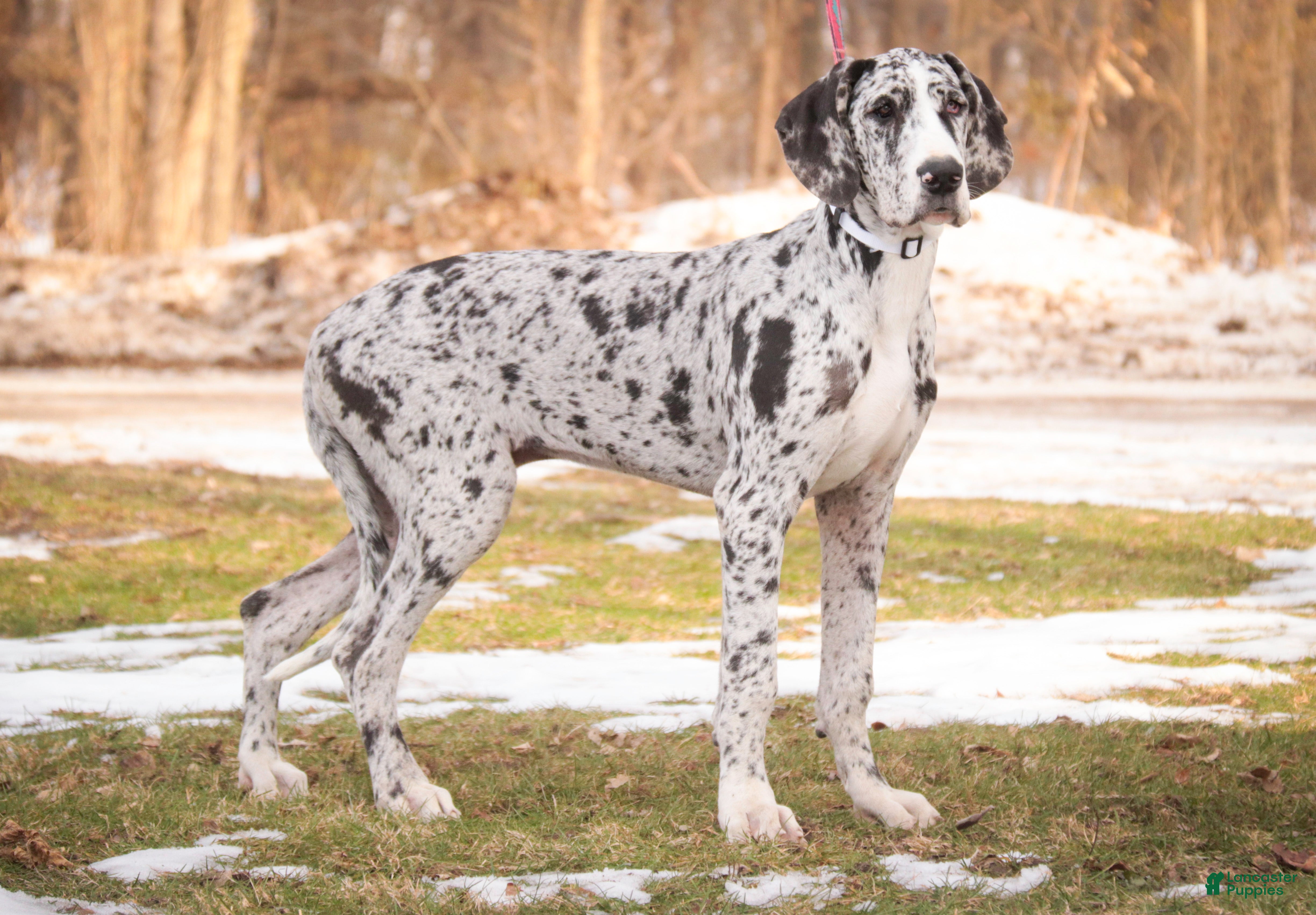 Great Dane dogs Beatrice - Ad 42