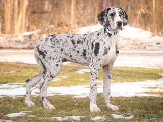 Great Dane dogs Beatrice - Ad 18