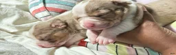 American Bully dogs for sale: American Bully 4 - Ad 4