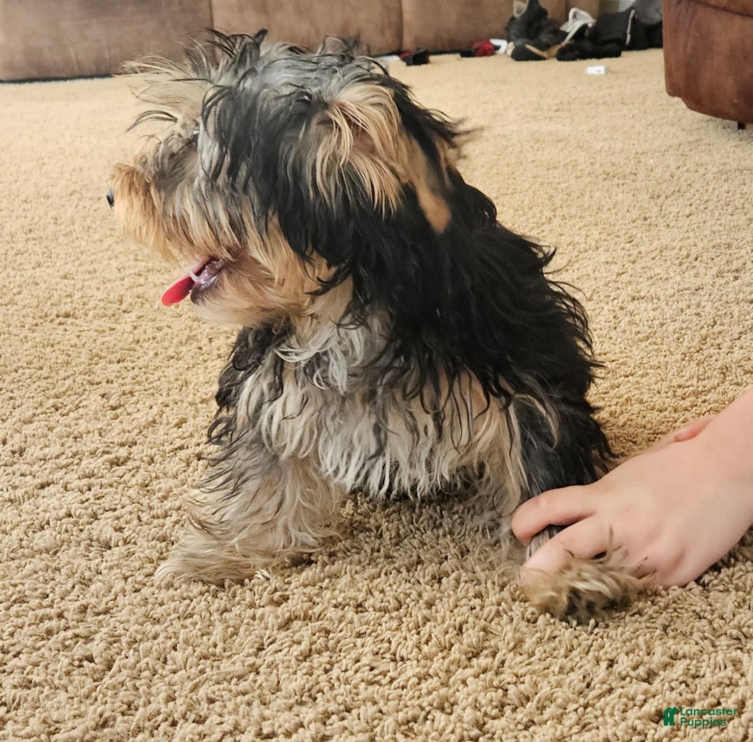 Yorkshire Terrier dogs for sale: Yorkshire Terrier Puppy 1 - Ad 5