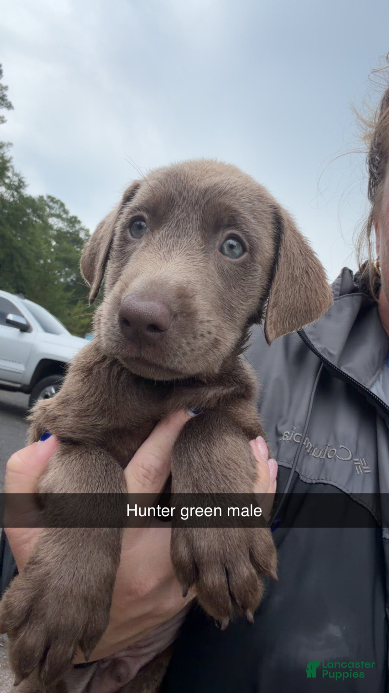 Labrador Retriever dogs Dark green male - Ad 2