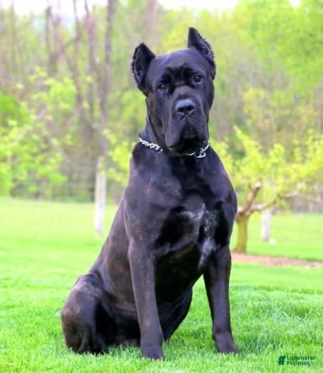 Cane Corso dogs for sale: Ben - Ad 19