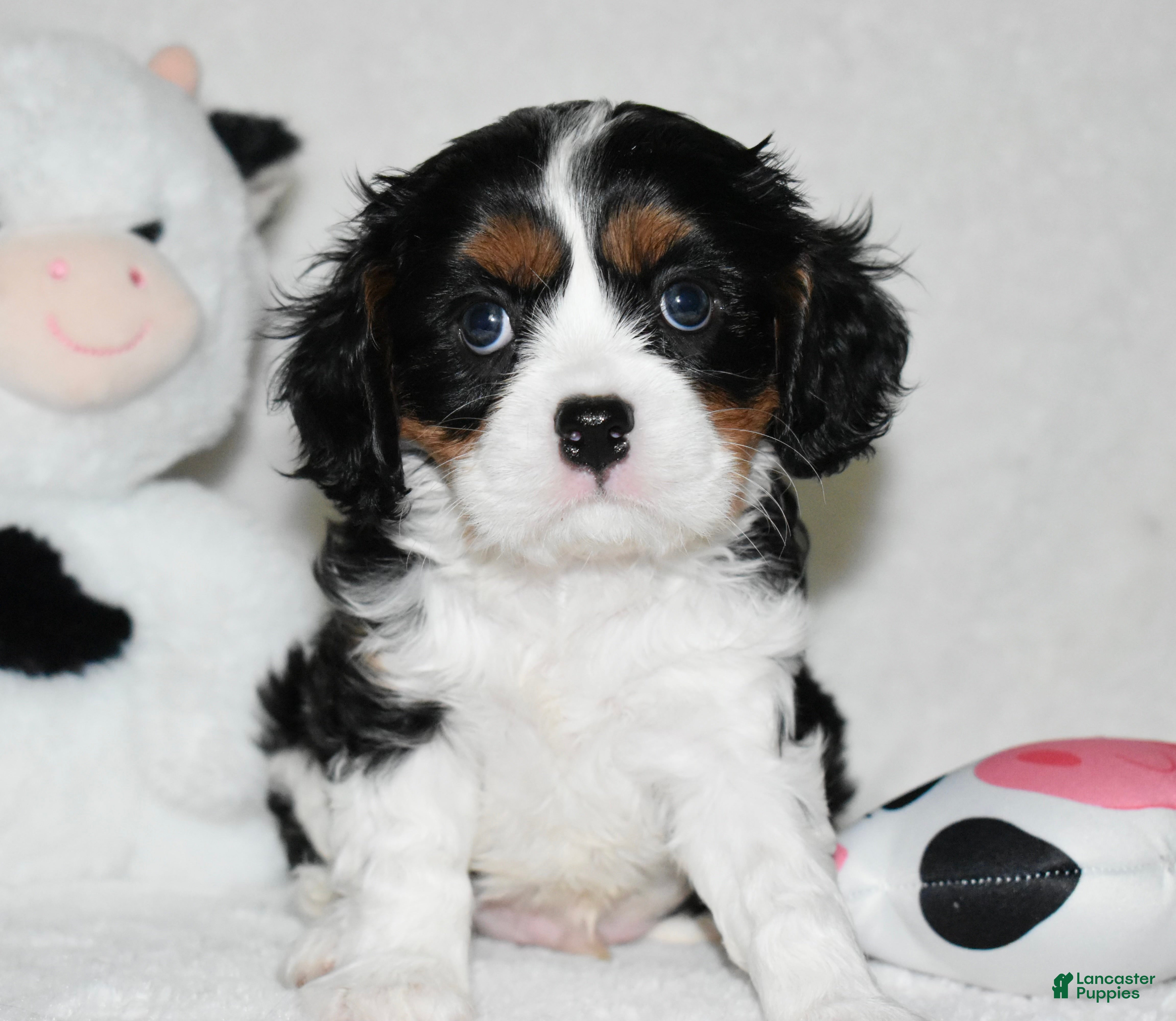 Cavalier King Charles Spaniel dogs Ugo  - Ad 29