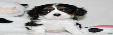 Ugo 