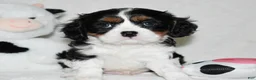 Cavalier King Charles Spaniel dogs for sale: Ugo  - Ad 1