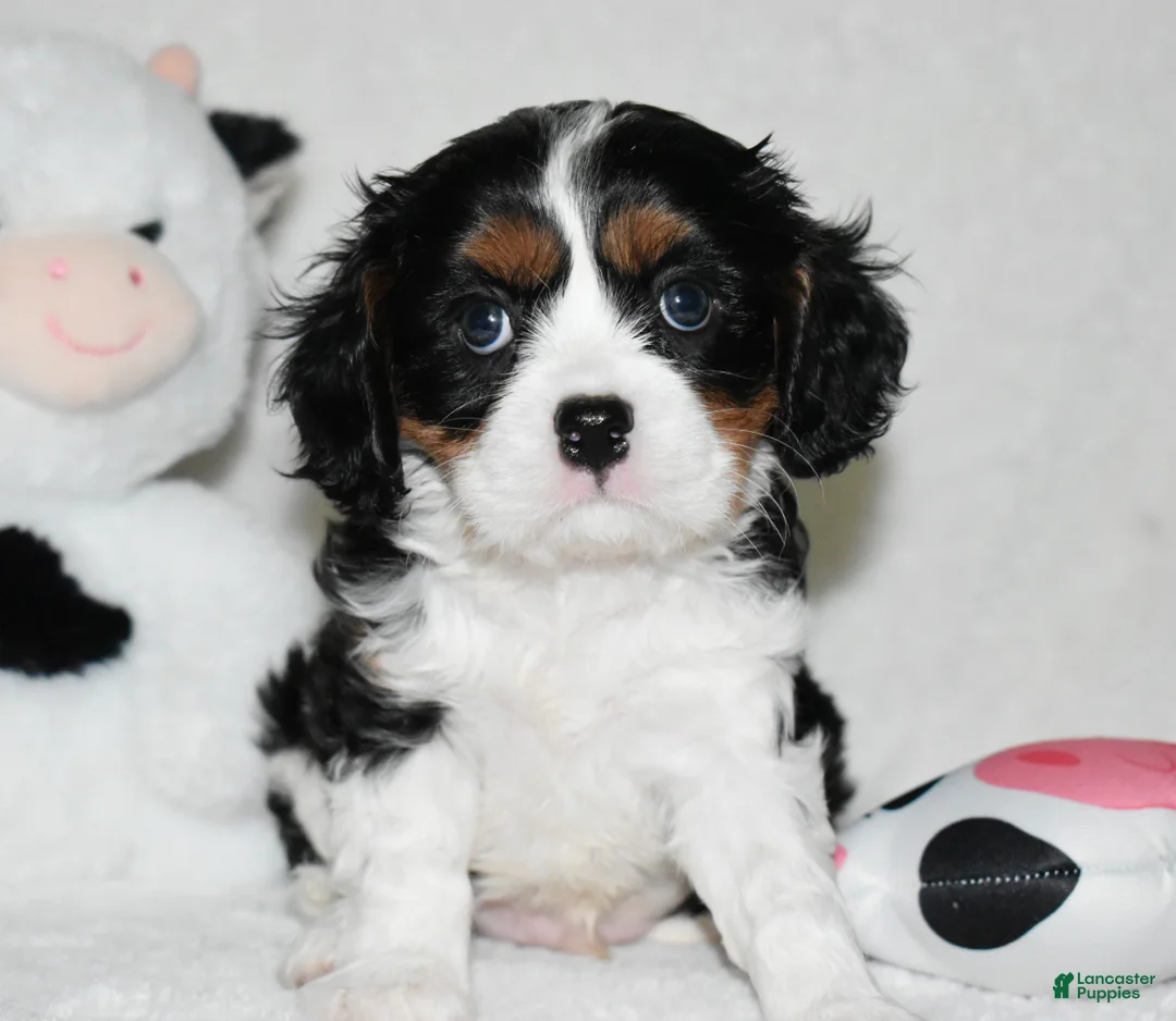 Cavalier King Charles Spaniel dogs for sale: Ugo  - Ad 1