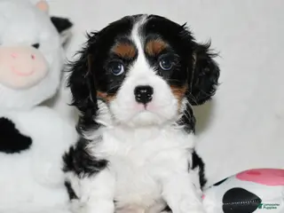 Cavalier King Charles Spaniel dogs Ugo - Ad 29