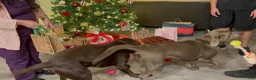 Labrador Retriever dogs for sale: Labrador Retriever 1 - Ad 12