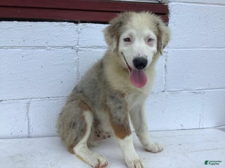 Australian Shepherd dogs - Ad 27