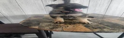 German Shepherd dogs for sale: Luna - Ad 5