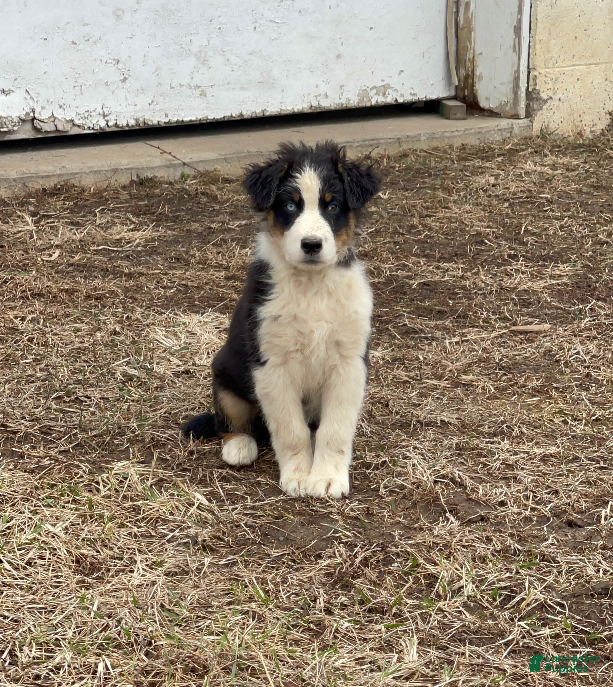 Australian Shepherd dogs Valentine  - Ad 1
