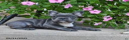 French Bulldog dogs for sale: Freckles - Ad 4