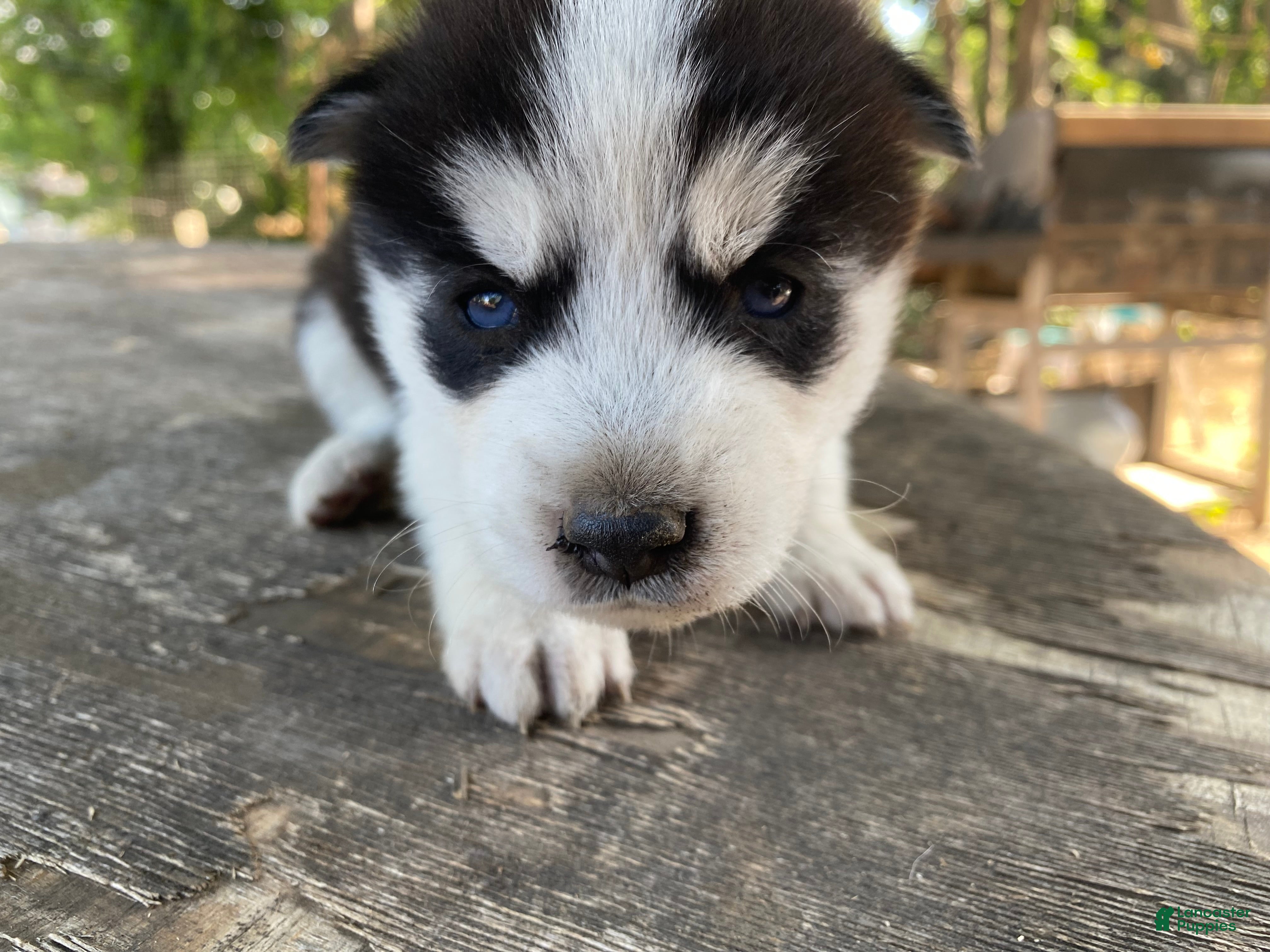 Mixed Breed dogs Blue - Ad 2